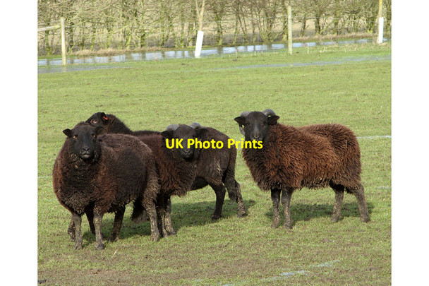 Photo 6"x4" Black Welsh Mountain sheep Road Green\/TM2693 c2015