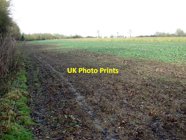 Photo 6"x4" Crop field beside Green Lane Kirstead Green c2015