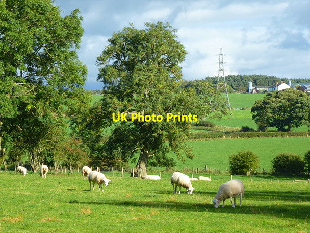 Photo 6"x4" Pasture, Ivegill, Skelton Ivegill c2013