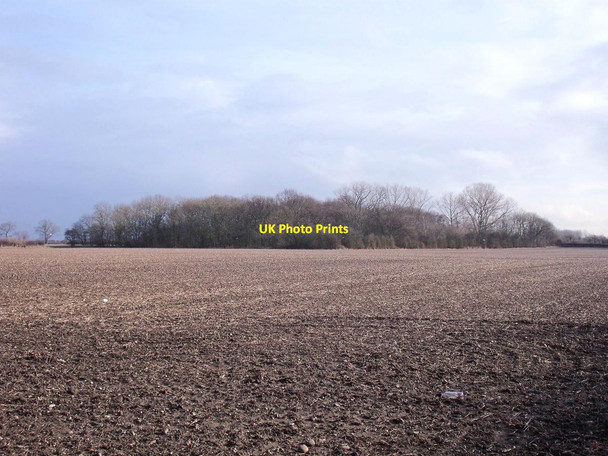 Photo 6"x4" Gravelpit Plantation Egginton Common c2015