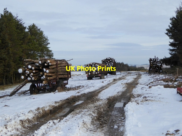 Photo 6"x4" Timber harvesting at Bridle Green Plenmeller c2015
