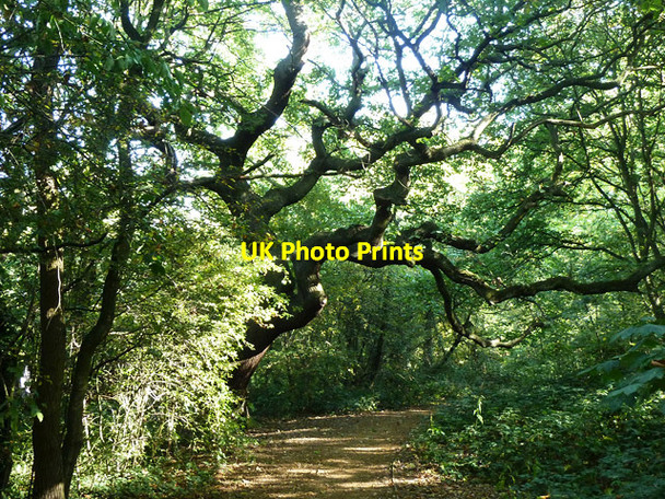 Photo 6"x4" Path, One Tree Hill Honor Oak c2011 P1