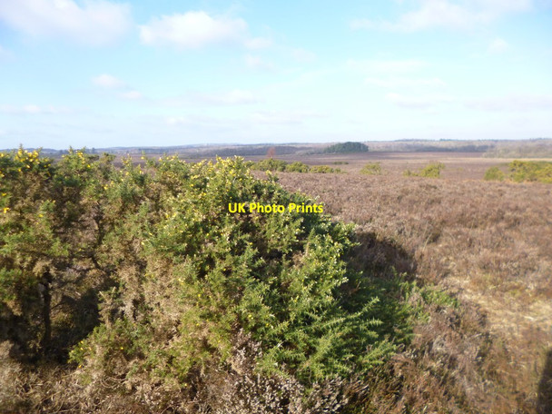 Photo 6"x4" Matley, heathland Clayhill\/SU3007 c2015