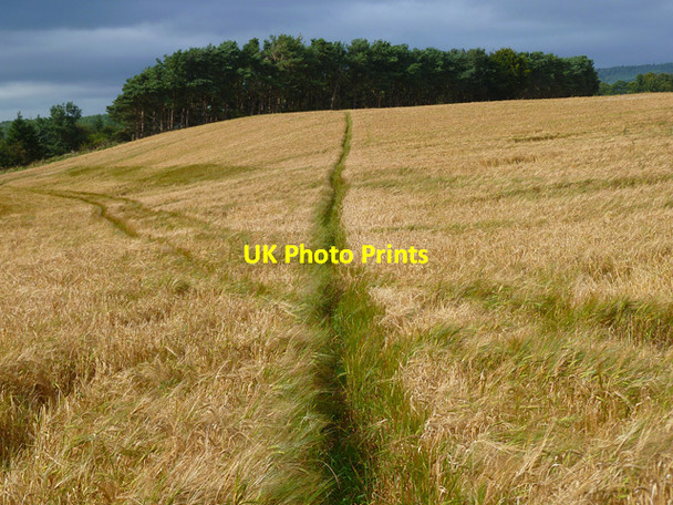 Photo 6"x4" Footpath through barley, Brougham Eamont Bridge c2012