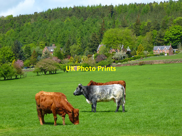 Photo 6"x4" Pasture, Penrith Penrith c2013