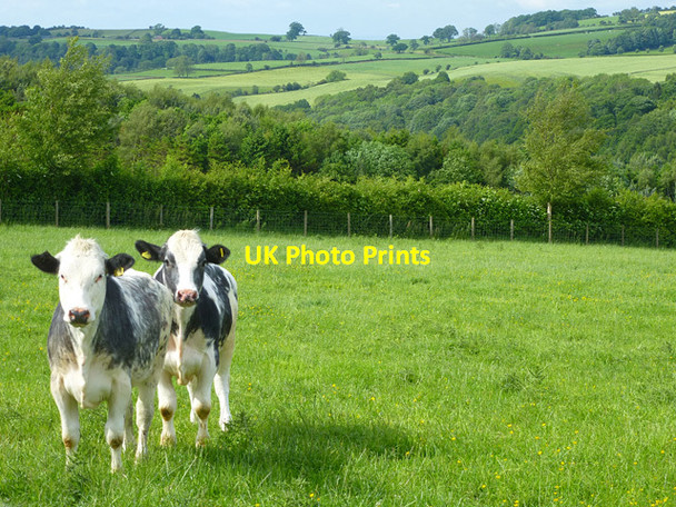 Photo 6"x4" Pasture, Lazonby Staffield c2014
