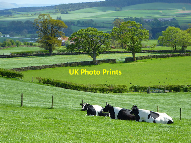 Photo 6"x4" Pasture, Penrith Penrith c2013