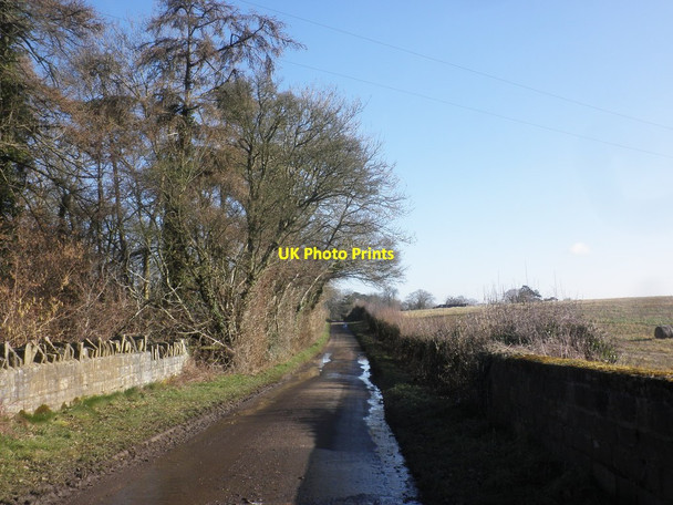 Photo 6"x4" Road to Staple Fitzpaine Staple Lawns c2015