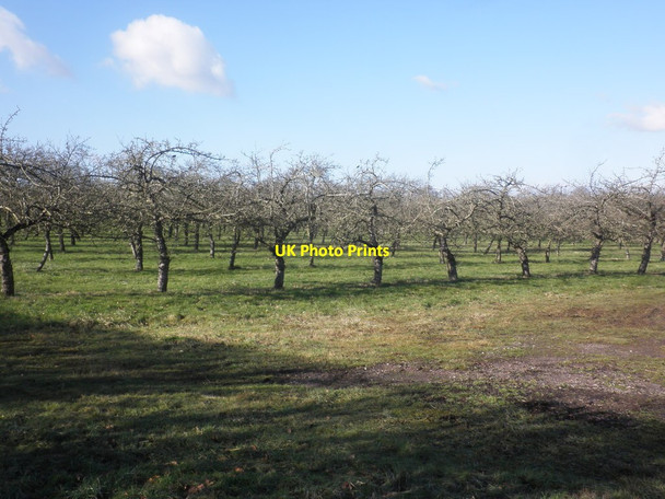 Photo 6"x4" Apple Orchard, Holman's Farm Stewley c2015