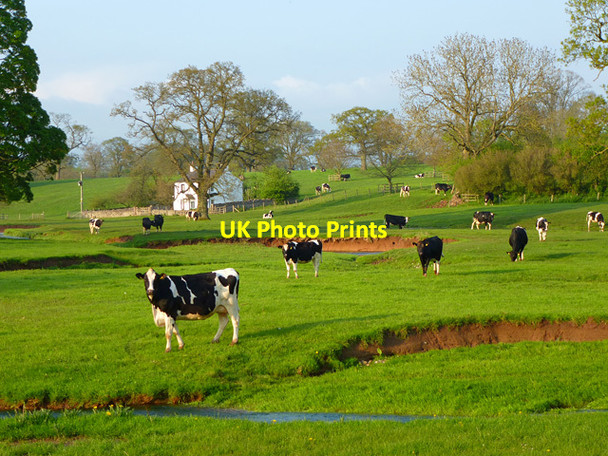 Photo 6"x4" Pasture, Morland Morland c2013