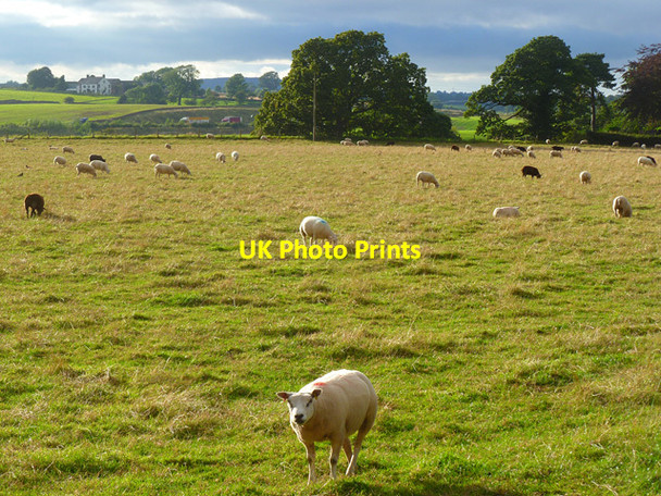 Photo 6"x4" Pasture, Temple Sowerby Temple Sowerby c2012