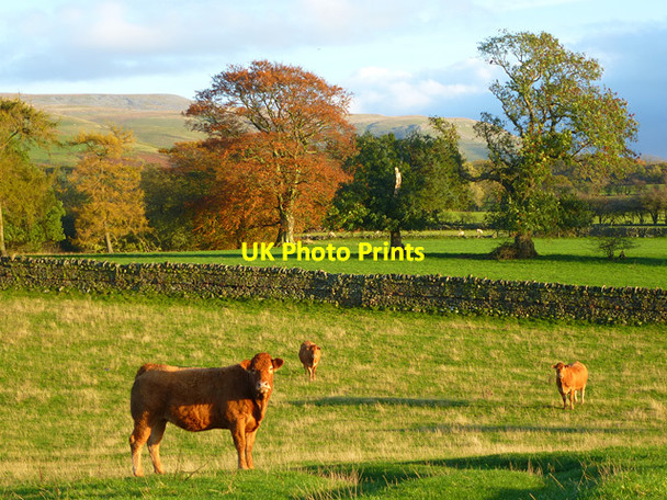 Photo 6"x4" Pasture, Ousby Ousby c2013