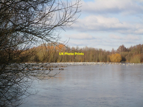 Photo 6"x4" Birds on a frozen Daneshill Lake Torworth c2015