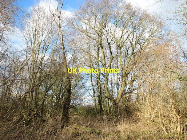 Photo 6"x4" On the edge of the wood Hethel c2015