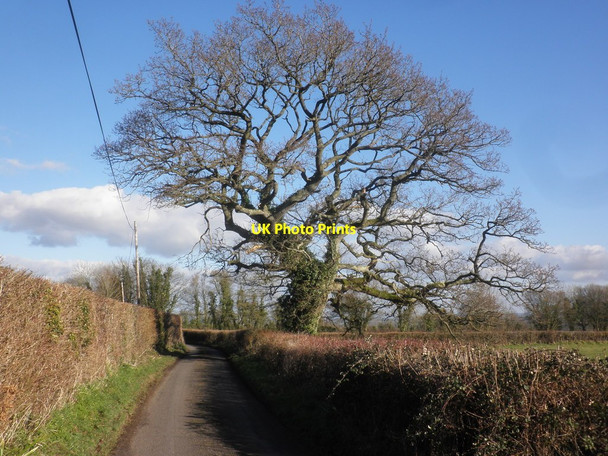 Photo 6"x4" Majestic tree on Belmont Road Curry Mallet c2015