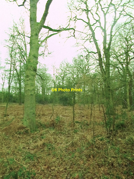 Photo 6"x4" Westwood Heath, nature reserve Gibbet Hill\/SP3074 c2015