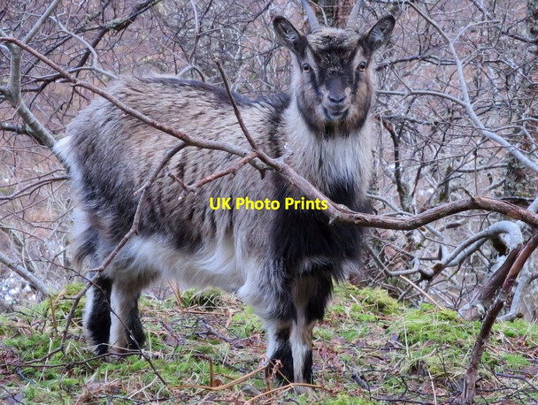 Photo 6"x4" No kidding!! A feral goat!! Loch Allt Eigin c2015