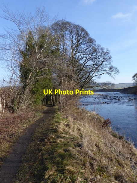 Photo 6"x4" Wintry trees by the River South Tyne. Newbrough c2015