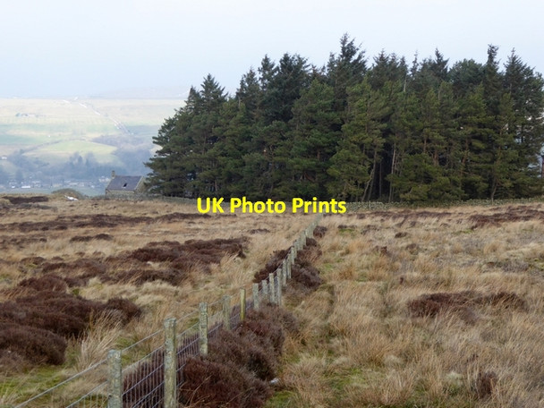 Photo 6"x4" Plot of woodland above Hillside Melkridge c2015