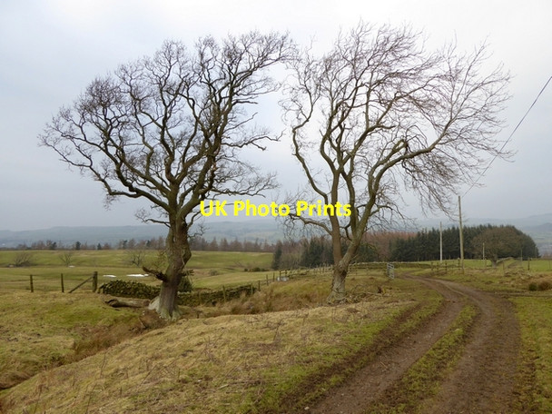 Photo 6"x4" Wintry trees above Willimoteswick Dene Beltingham c2015