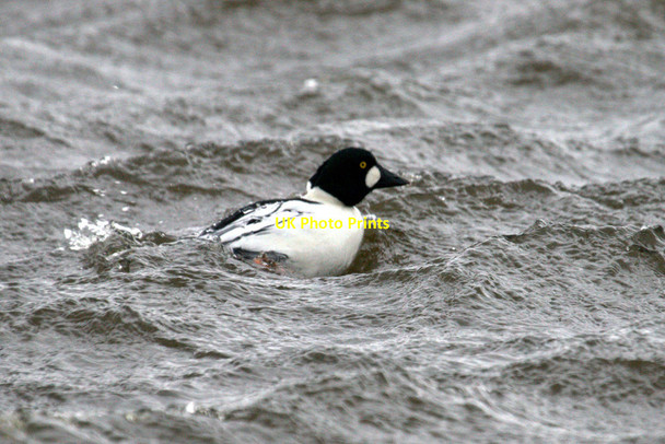 Photo 6"x4" Male Goldeneye, Easter Loch, Uyeasound Uyeasound c2015