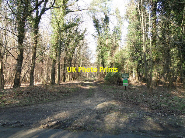 Photo 6"x4" Firebreak in Glebe Covert Ickburgh c2015