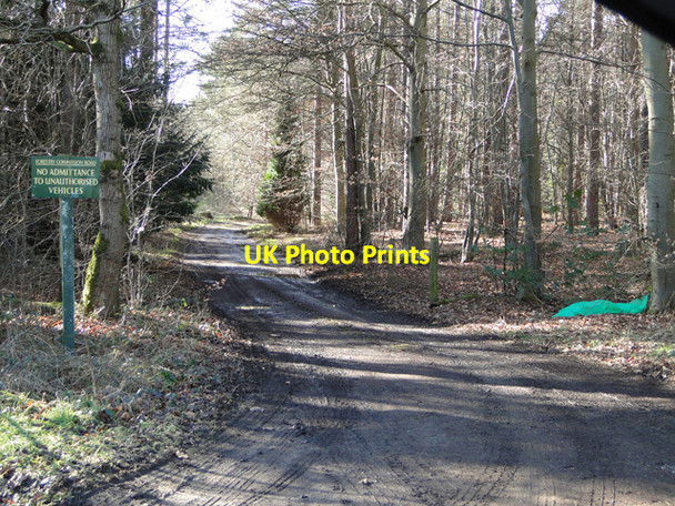 Photo 6"x4" Forestry Commission private road Lynford c2015