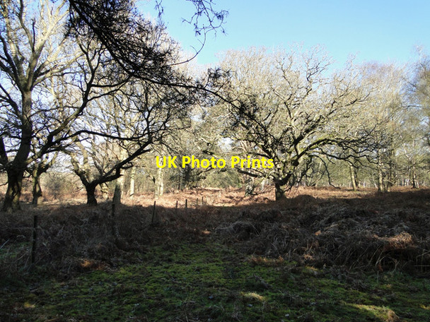 Photo 6"x4" Fence surrounding the firing range East Wretham\/TL9190 c2015