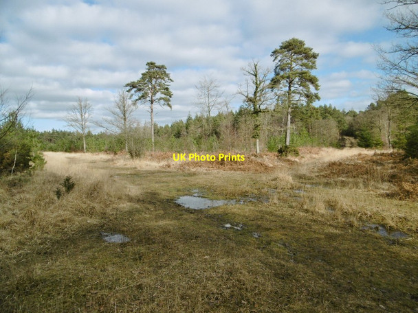 Photo 6"x4" Parkhill Inclosure, forestry track junction Balmerlawn c2015