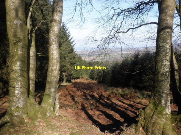 Photo 6"x4" Clearing, in Round Hill Wood Ashbeer c2015