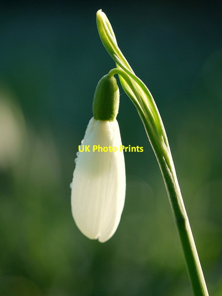 Photo 6"x4" Peterstow churchyard snowdrops, 8 Peterstow c2015