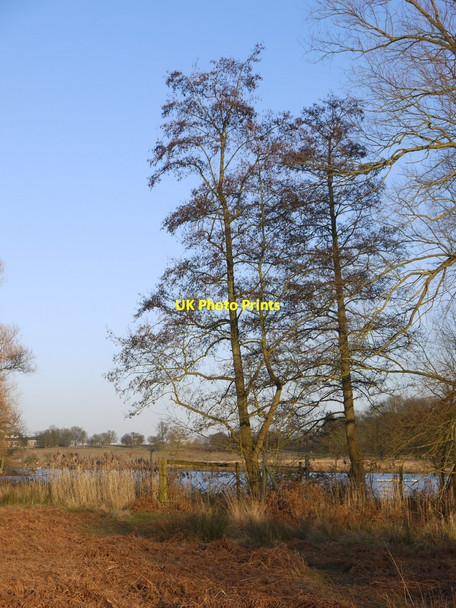Photo 6"x4" Alders by the Upper Pen Pond Kingston Upon Thames c2015