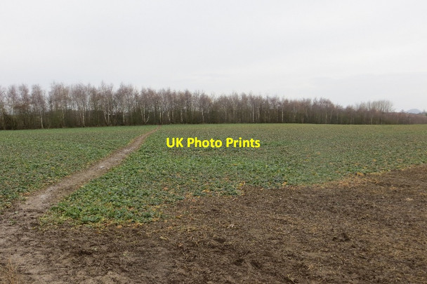 Photo 6"x4" Oilseed rape, Prescott Baschurch c2015