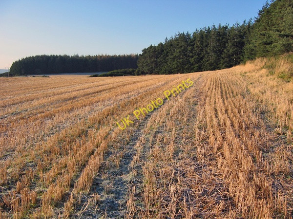 Photo 6"x4" Newmill Hill forest Coalford c2008