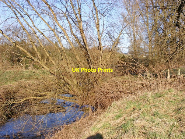 Photo 6"x4" Smestow Brook Tree Trescott c2015