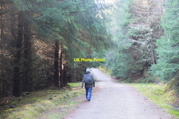 Photo 6"x4" Forest road, Drummond Hill Kenmore\/NN7745 c2015