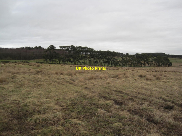 Photo 6"x4" Moorland and Copse south of Barrasford Park Great Swinburne c2015