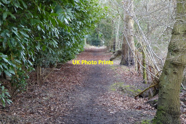Photo 6"x4" Footpath reaches Callow Hill from the west Egham c2015