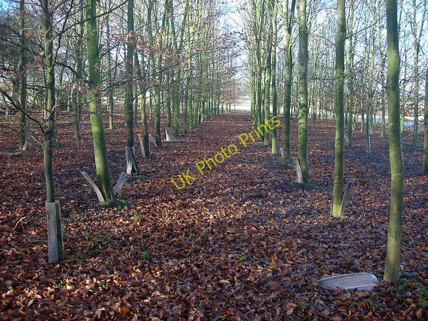 Photo 6"x4" Growing plantation Weston Colville c2008