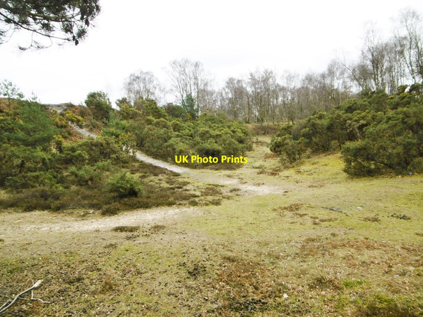 Photo 6"x4" Denny Wood, former sand pit Clayhill\/SU3007 c2015