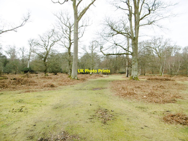 Photo 6"x4" Denny Wood, forestry track Clayhill\/SU3007 c2015