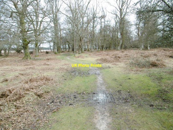 Photo 6"x4" Denny Wood, forestry track Balmerlawn c2015