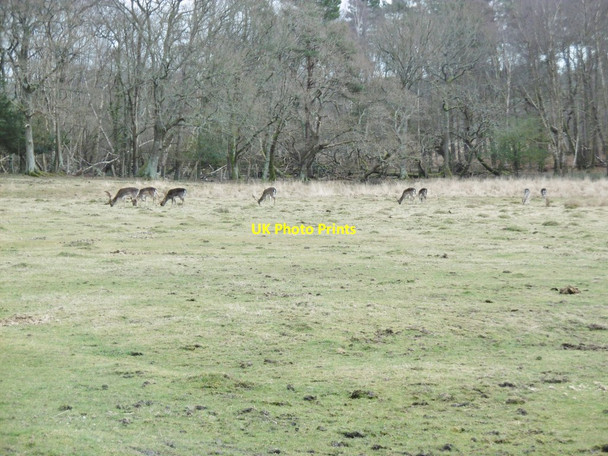 Photo 6"x4" Denny Lodge, deer Balmerlawn c2015