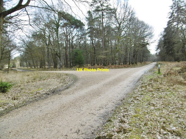 Photo 6"x4" Denny Lodge Inclosure, forestry road junction Balmerlawn c2015
