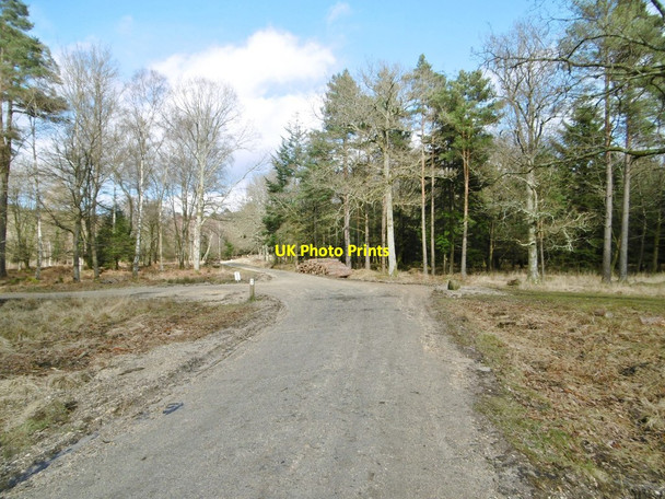 Photo 6"x4" Parkhill Inclosure, forestry crossroad Balmerlawn c2015