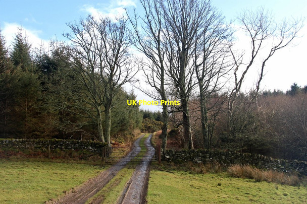 Photo 6"x4" Track from Barmore entering Quien Plantation Meikle Kilchattan Butts c2015