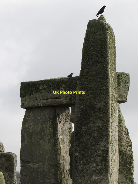 Photo 6"x4" Crows among the stones Larkhill\/SU1244 c2015