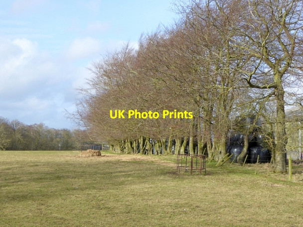 Photo 6"x4" Row of trees at Bolam West Houses Bolam West Houses c2015
