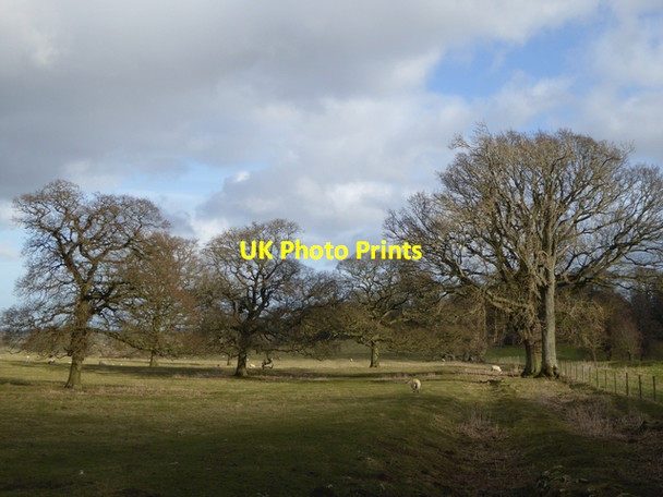 Photo 6"x4" Wintery trees in Bolam Parks Bolam\/NZ0982 c2015