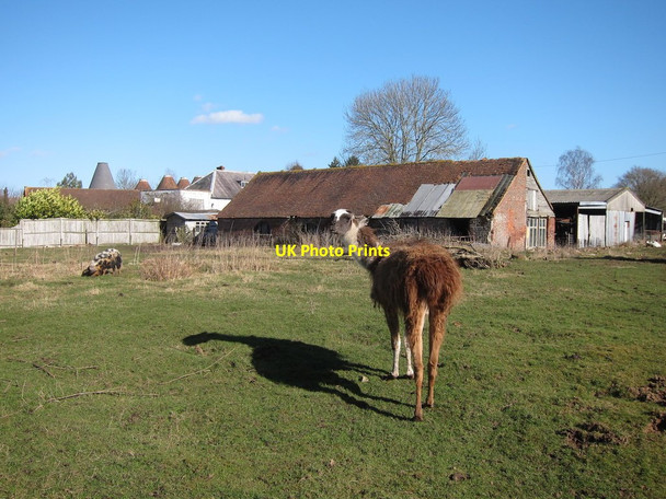 Photo 6"x4" Llama by Benover Road Benover c2015